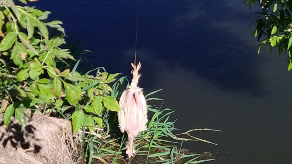 Im thüringischen Roßleben-Wiehe hängten die Behörden ein Huhn als Kroko-Köder aus.
