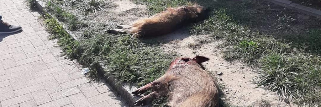 Die toten Schweine von Teltow liegen auf dem Bürgersteig und sollen nun verwertet werden. 