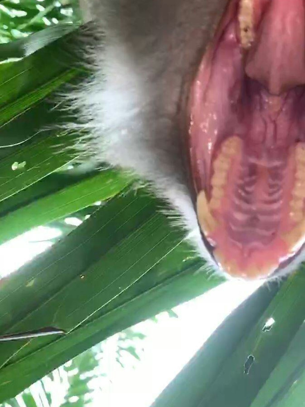 Ein ein Foto seiner Mundhöhle schoss der Affe.