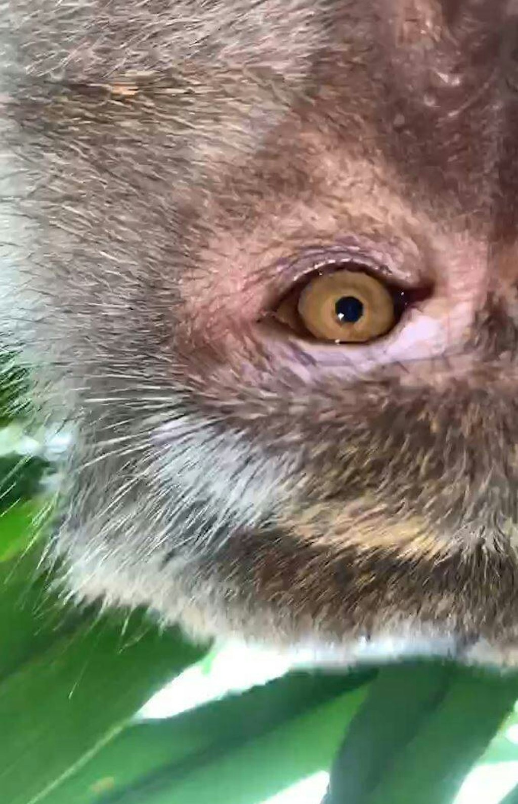 Der Affe hatte auch Videos gedreht.