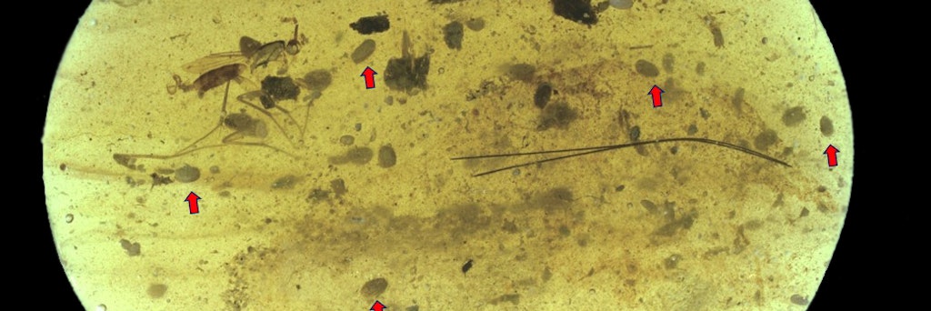 In diesem kleinen Stück Bernstein aus der Kreidezeit, gefunden in Myanmar, sind neben einigen Insekten insgesamt neununddreißig Ostrakoden eingeschlossen.