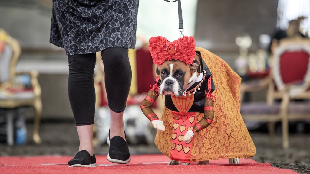 Boxer Ruby bei der Schau als Herzkönigin.