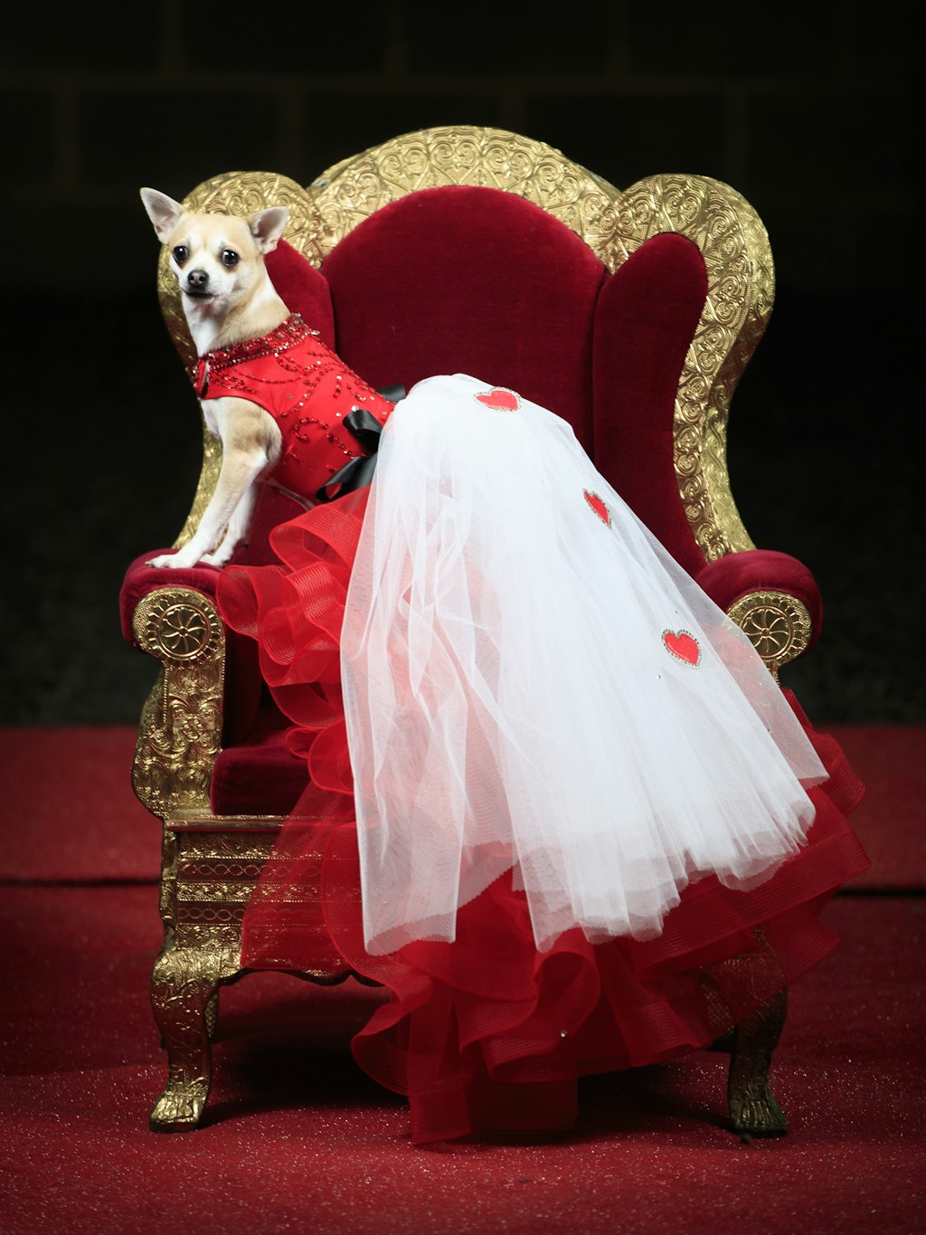 Die Chihuahua Hündin Willow hat als Herzkönigin den Thron erobert.