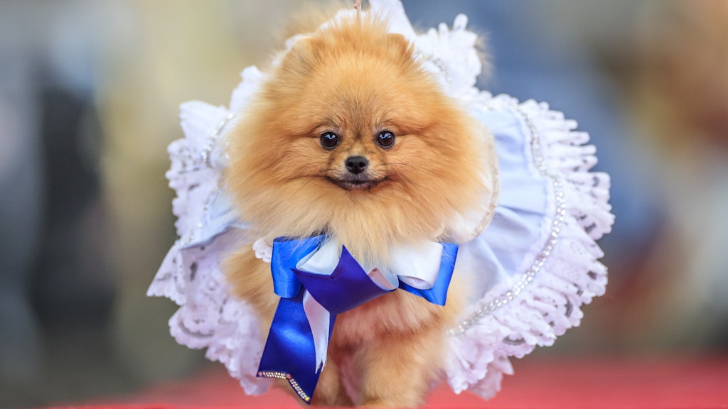 Zwergspitz Tallulah als Alice.