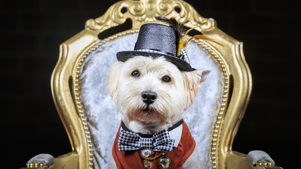 Edel! Der Terrier Keegan sitzt verkleidet als Der Hutmacher aus „Alice im Wunderland“ auf einem Thron. 