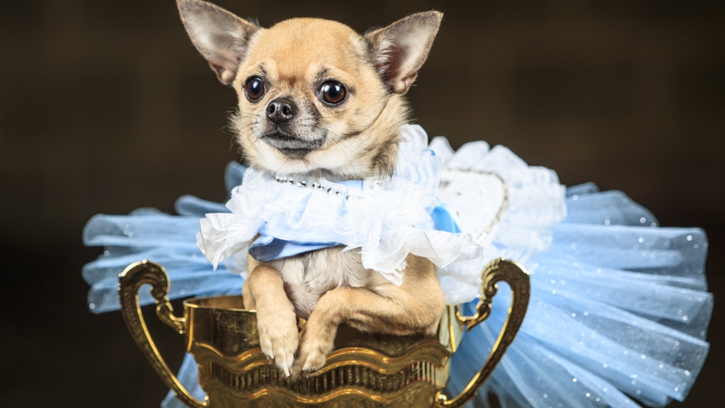 Hündin Dolly wurde von ihrem Herrchen ebenfalls in eine Alice verwandelt.