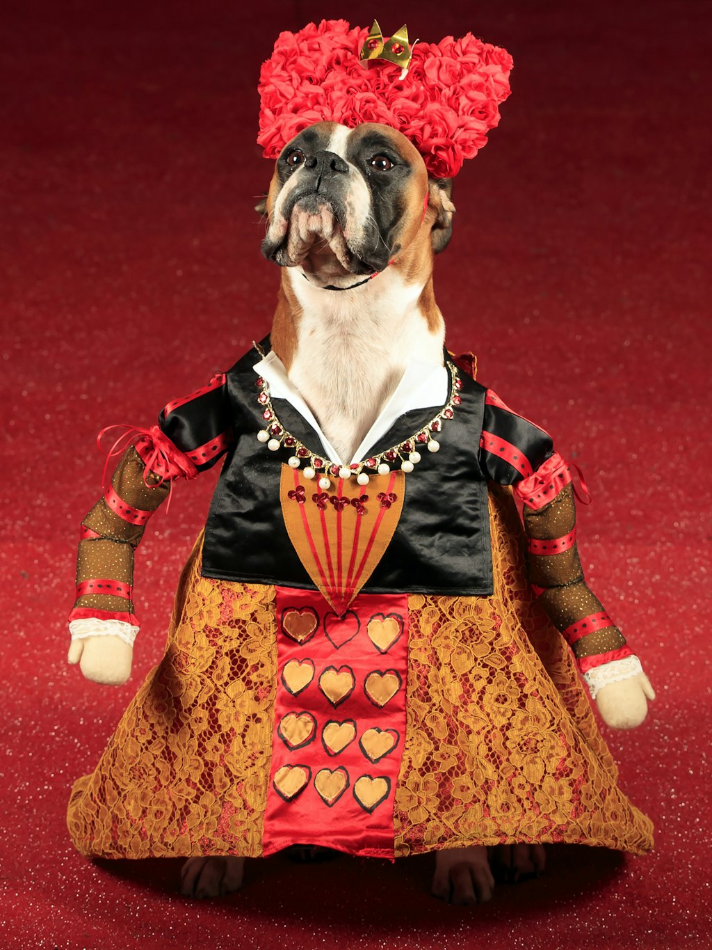 Boxer Ruby nimmt als Herzkönigin aus „Alice im Wunderland“ teil. 