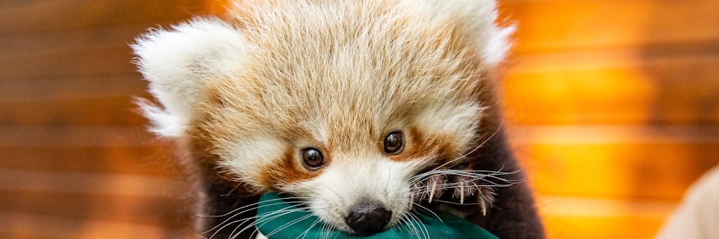 Der kleine rote Panda kurz nach seiner Geburt im Tierpark Friedrichsfelde. Jetzt hat Union die Patentschaft für das Panda-Mädchen übernommen.<br>