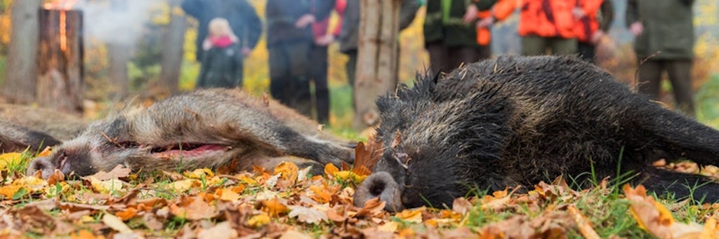 Nach einer Treibjagd. Wildschweine sollen nun noch stärker bejagt werden.