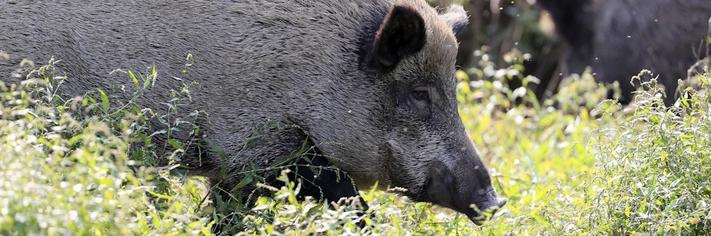 Wildschweine kommen seit Jahren in die Städte und werden zur regelrechten Plage. 