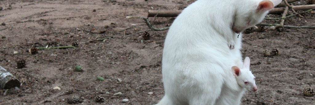 Albino-Känguru Monja mit Tochter Mila