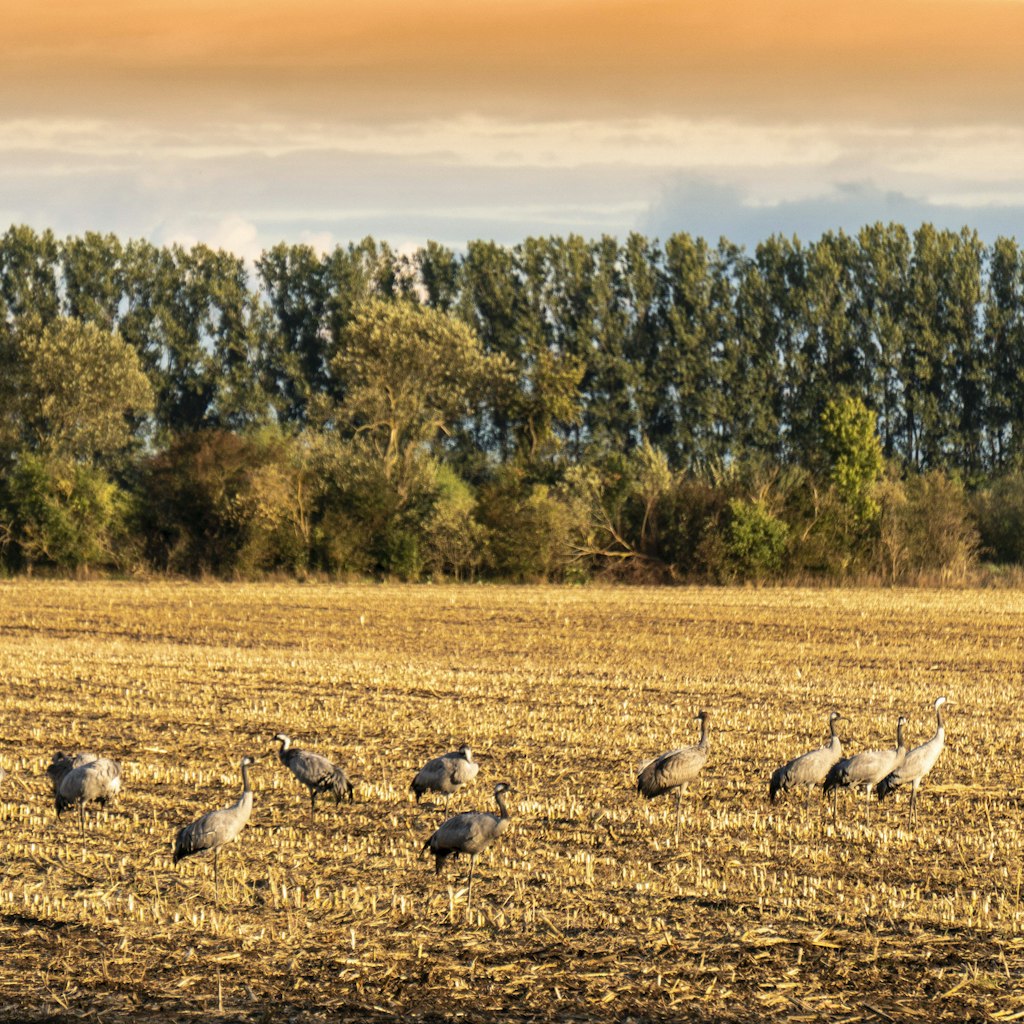 Kraniche stehen auf einem Feld bei Linum in Brandenburg.