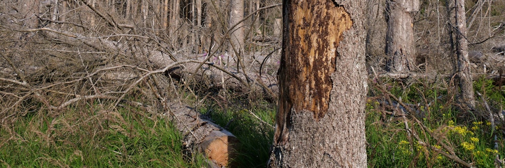 Im Harz wurden eine junge Mutter und ihr Baby von einem Ast getroffen. Der Säugling starb.