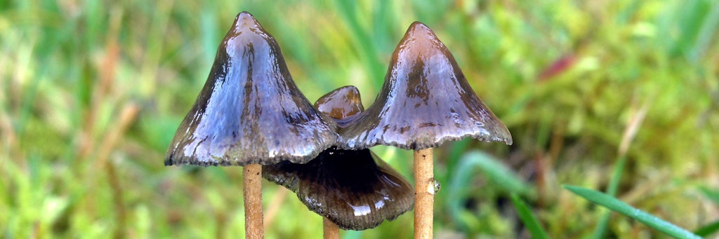 Halluzinogene Pilze enthalten den Wirkstoff Psilocybin.