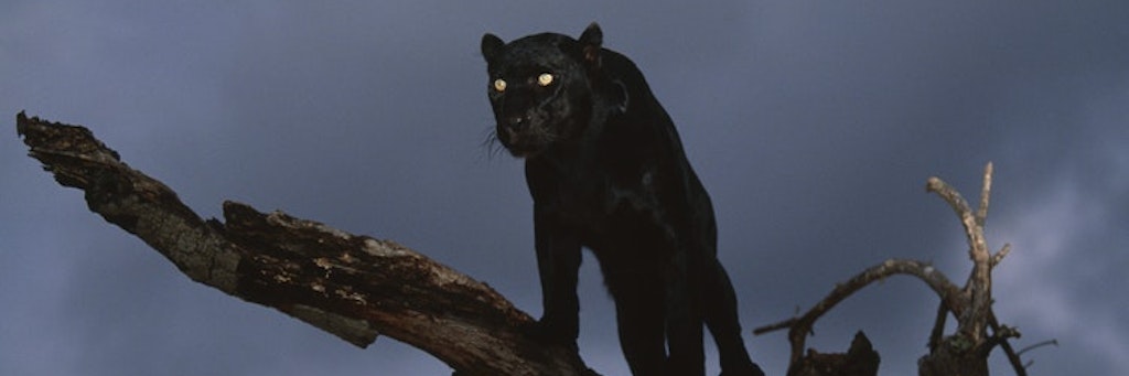 In Andalusien sucht die Polizei nach einem schwarzen Panther, den mehrere Bewohner eines Dorfes gesehen haben wollen (Symbolbild).