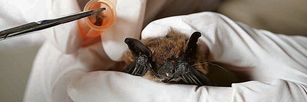 Wissenschaftler bei der Untersuchung einer Fledermaus in einem Tierversuchslabor.