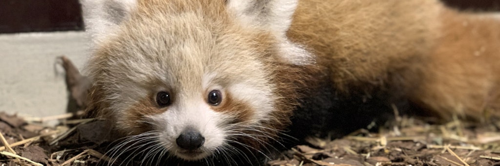 Das Rote-Panda-Mädchen im Tierpark: Das Patenkind der Unioner präsentiert sich jetzt endlich den Besuchern. In punkto Niedlichkeitsfaktor hat es das Näschen vorn.