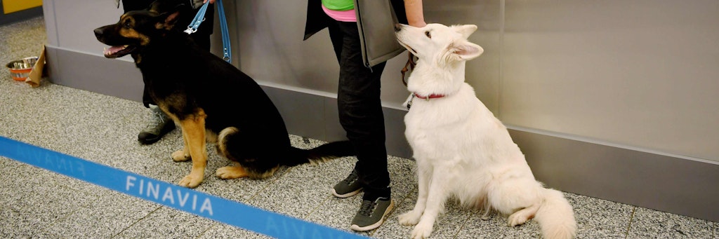 Die Covid-19-Spürhunde K'ssi (l.) und Miina hinter einer Absperrung am Flughafen Helsinki-Vantaa.