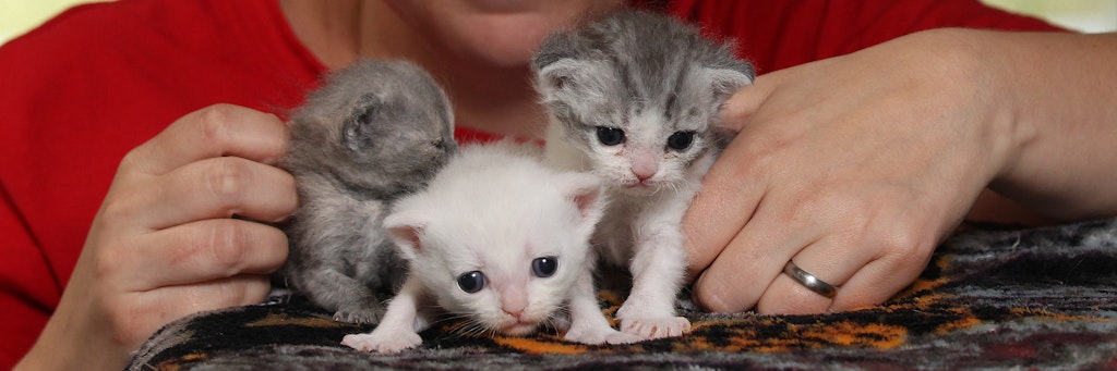 Die kleinen Katzen-Babys wurden im Tierheim liebevoll aufgepäppelt.