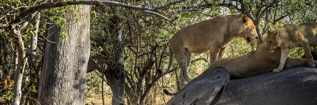 Mehrere Löwen laufen in Botswana über einen toten Elefanten.