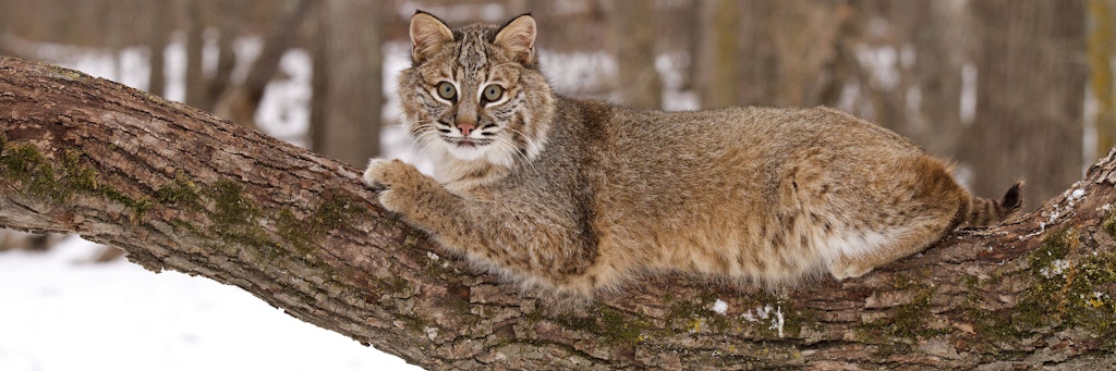 Wildkatzen könnte durch die Paarung mit Hauskatzen aussterben.