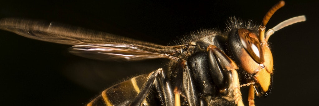 Die Asiatische Hornisse sieht gefährlich aus - und sticht, wenn sie sich bedroht fühlt.