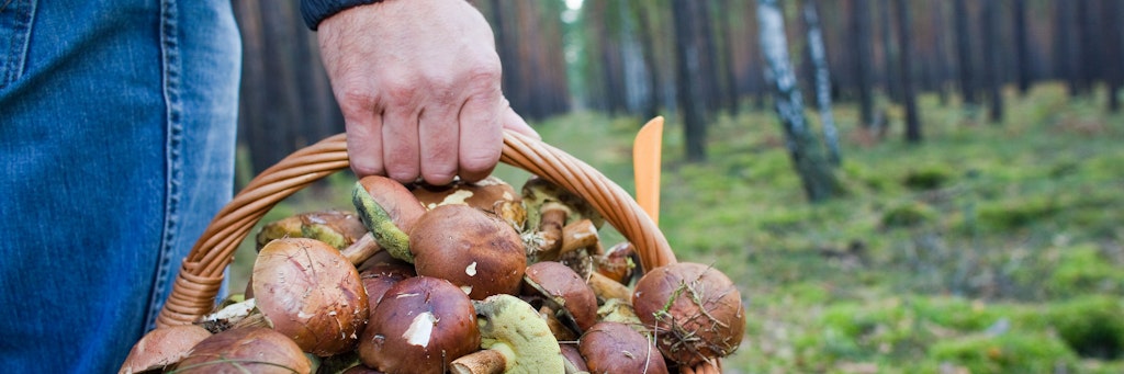 Nicht immer finden Waldspaziergänger Pilze, ab und zu sind auch menschliche Knochen dabei
