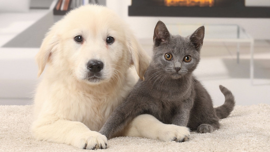 Hund und Katze leiden unter Lärm. 