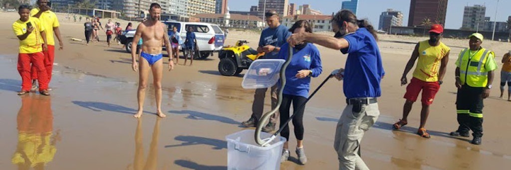 Experten fangen die hochgiftige Mamba am Strand ein. 