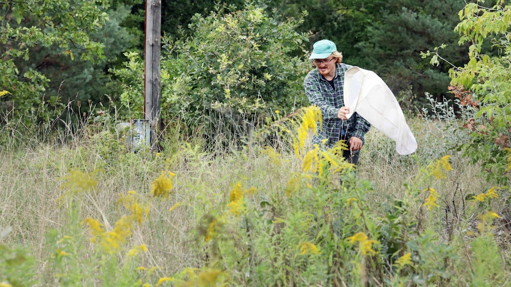 Mit seinem Kescher sucht Neumann auf der Wiese nach Insekten.