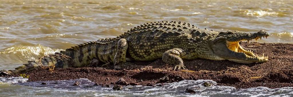 Mehere Zeugen sahen ein Krokodil in dem Thüringer Fluss (wie hier in Afrika). 