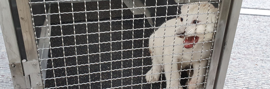 Ein kleiner Löwe sitzt in seiner Transportbox, nachdem er nach einem Unfall auf der Autobahn A5 aus einem Fahrzeug befreit wurde. 