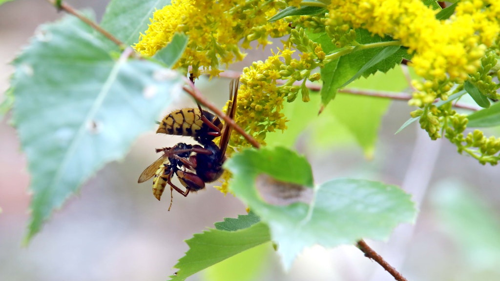 Eine Hornisse vertilgt einen Bienenwolf.