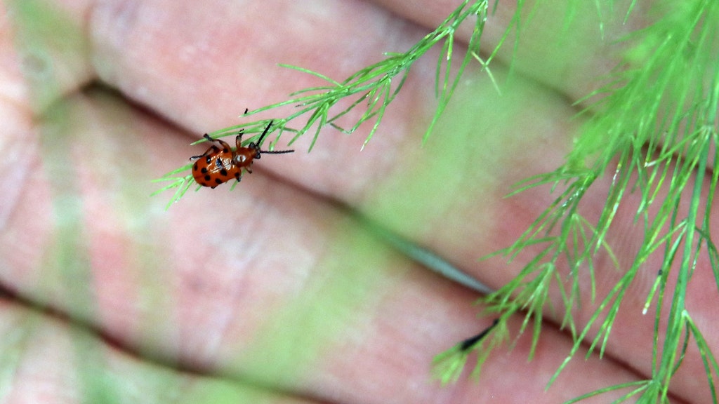 Klingt nach leckerem Essen, ist aber ein Käfer: das Spargelhähnchen.