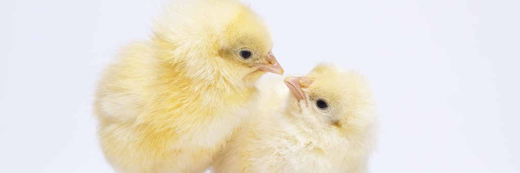 Mit dem massenhaften Töten männlicher Küken in der Legehennenzucht in Deutschland soll Ende kommenden Jahres Schluss sein.