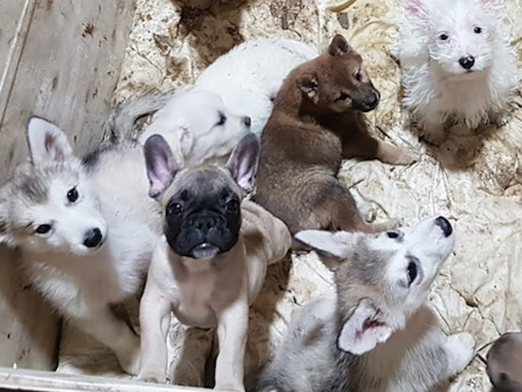 Bei Aalen erwischte die Polizei erst in der vergangenen Woche Welpenhändler, die die Hunde in einer Autowerkstatt verkauften.