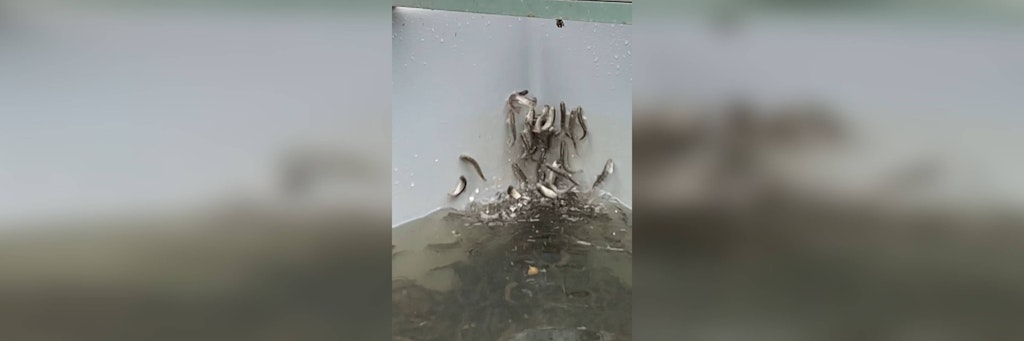 Junglachse versuchen panikartig ein Becken zu verlassen. Schuld ist wohl Kokain!