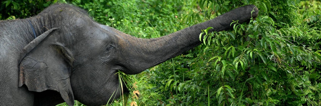 Ein Sumatra-Elefant in einem Nationalpark in Indonesien.