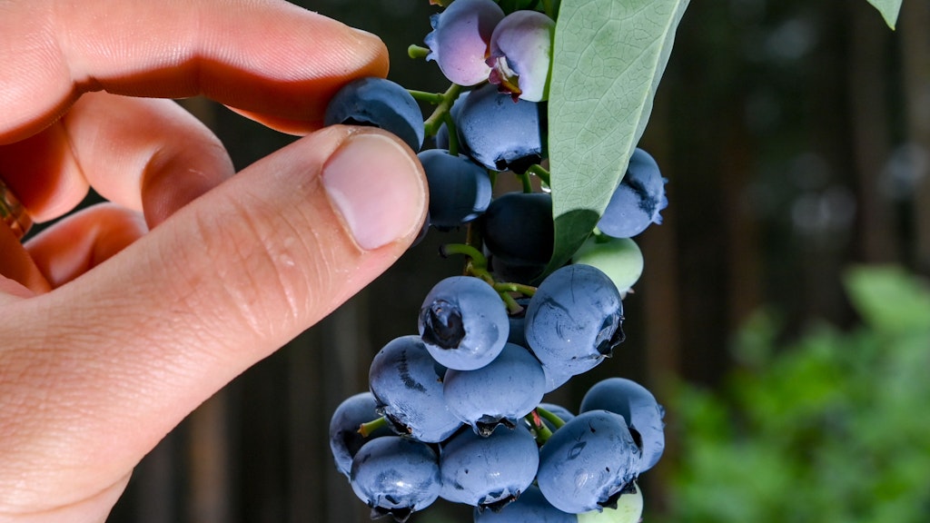 Beeren sind die perfekte Alternative zu Schokolade.