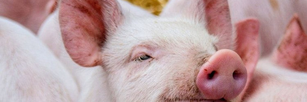 In Brandenburg sind nun auch Hausschweine mit der Afrikanischen Schweinepest infiziert.