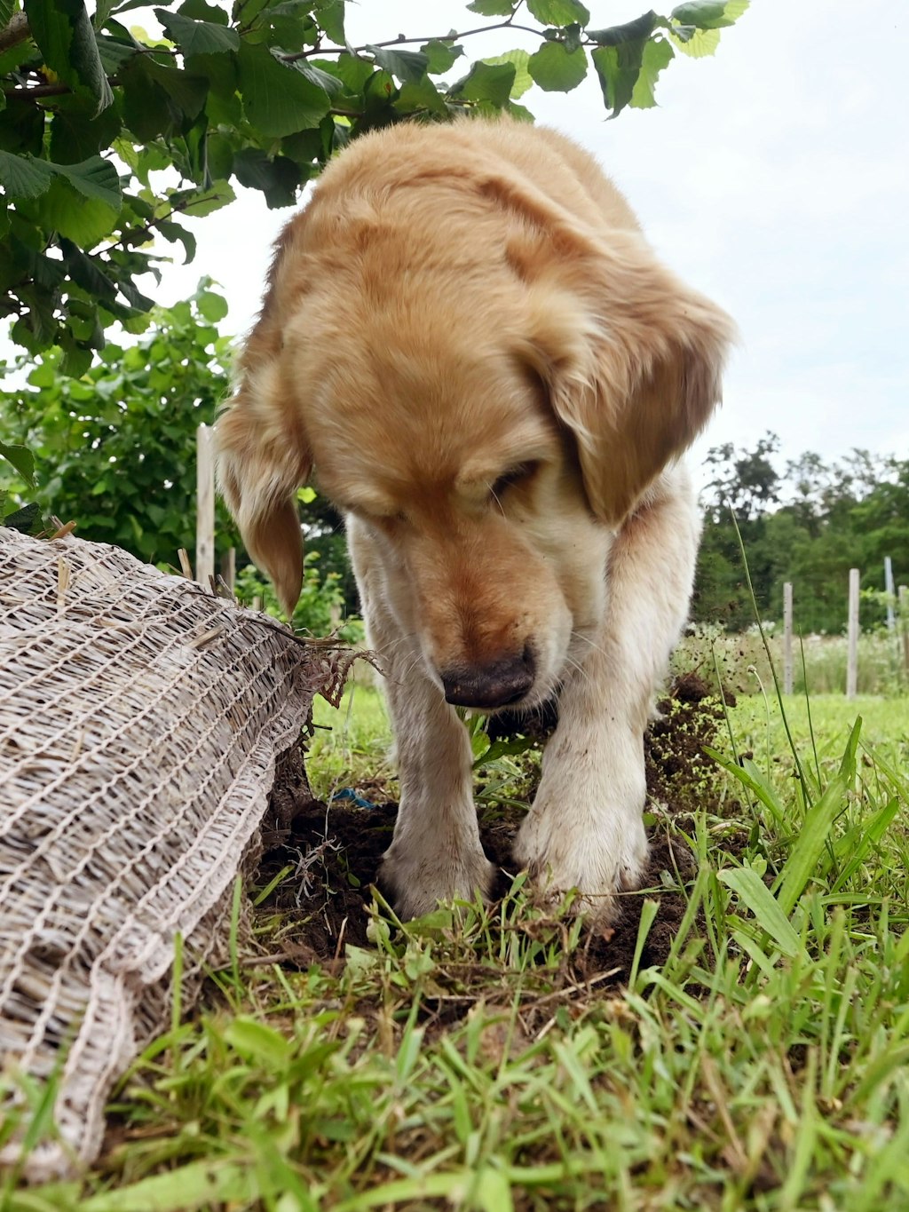 Der Golden-Retriever-Trüffelspürhund Balou sucht Trüffel auf einer Trüffelplantage seines Herrchen Michael Heiler.