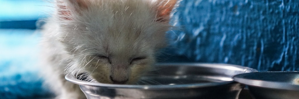 Eine kleine Katze trinkt aus einem Napf