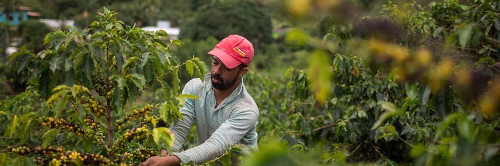 Ein Mann erntet Kaffee auf einer Plantage in Brasilien.