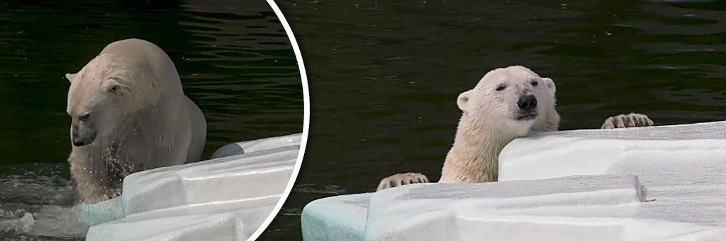Hertha und Tonja beschäftigten sich bereits ausführlich mit ihrer neuen Eisscholle.