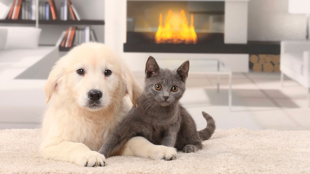 Dass sich Hunde und Katzen hassen, stimmt nur bedingt. Diese beiden hier verstehen sich offenbar sehr gut.
