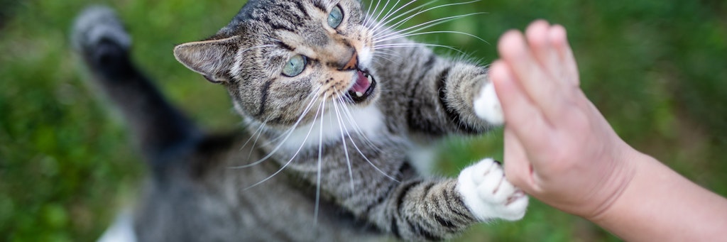Kater „Yoshi“ spielt in einem Garten mit seiner Besitzerin.