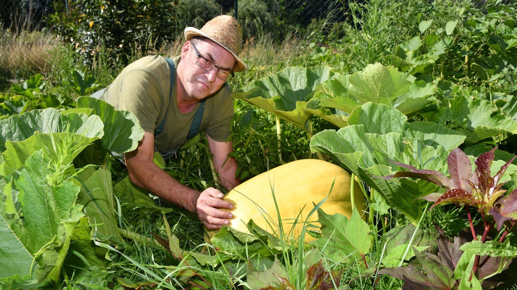 Im Endspurt wächst dieser Kürbis womöglich bis auf stattliche 200 Kilo heran.<br>