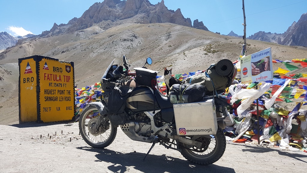 Katze Mogli sitzt am Himalaja-Gebirge auf einem Motorrad.
