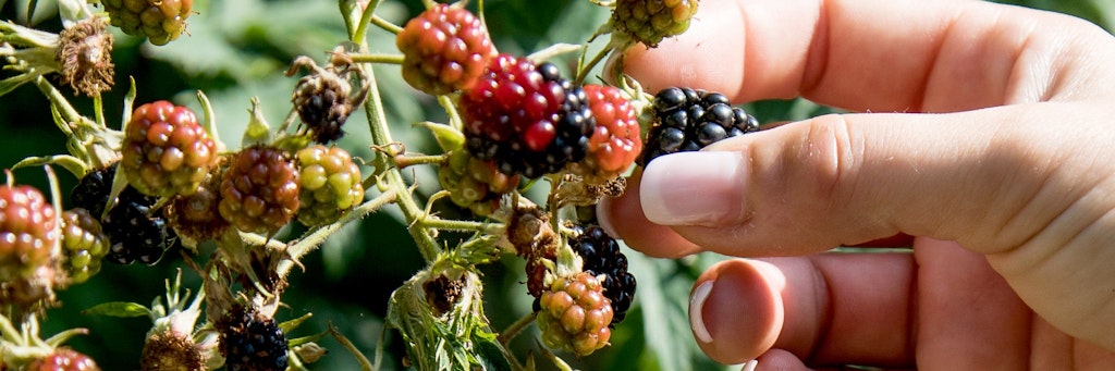 Beeren vom Straßenrand kann man ohne Bedenken essen – aber vorher natürlich gut waschen.