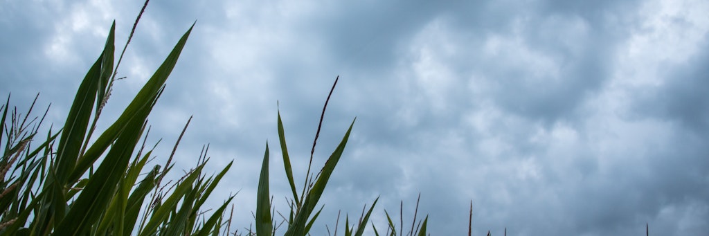 Dunkle Wolken zeichnen sich am Donnerstagmorgen hinter diesem Feld mit Mais ab.